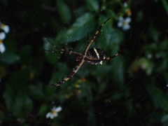 Argiope argentata