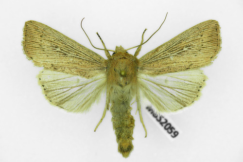Obscure Wainscot