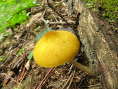 Pluteus leoninus