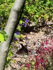 Chalcomitra amethystina