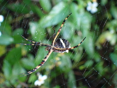 Argiope argentata