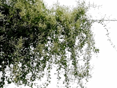 Fallopia baldschuanica