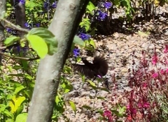 Chalcomitra amethystina