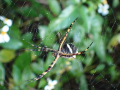 Argiope argentata