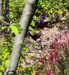 Chalcomitra amethystina