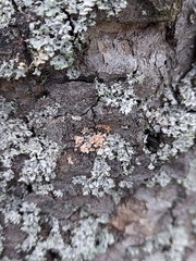 Erythricium aurantiacum