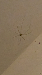 Pholcus phalangioides