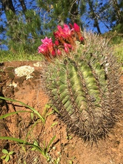 Eriosyce castanea