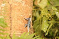 Agama parafricana