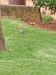 Streptopelia senegalensis