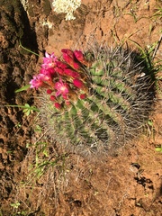 Eriosyce castanea