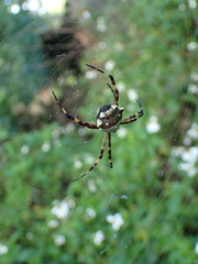 Argiope argentata