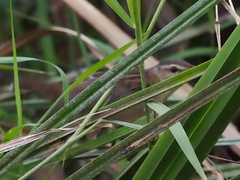 Helopsaltes certhiola
