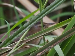 Helopsaltes certhiola