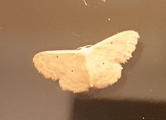 Scopula