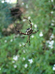 Argiope argentata