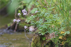 Cardamine macrophylla