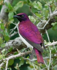 Cinnyricinclus leucogaster