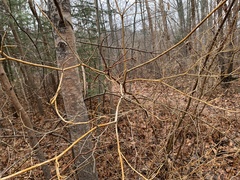 Aurantioporthe corni