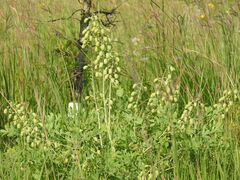 Baptisia alba