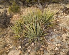 Yucca baccata