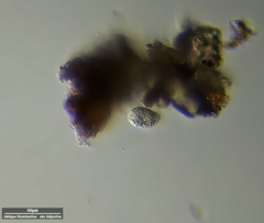 Ciliophora