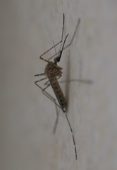 Culiseta longiareolata