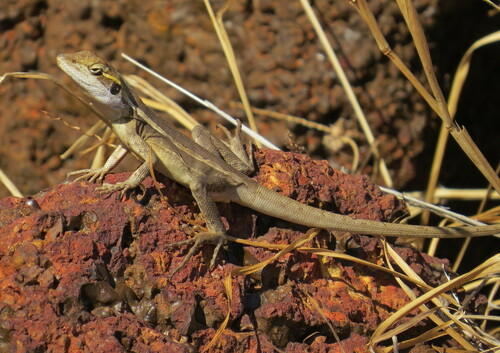 Horner's Dragon, Lophognathus horneri