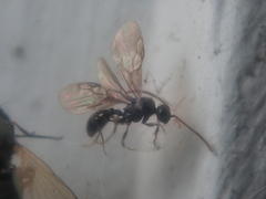 Myrmecina graminicola