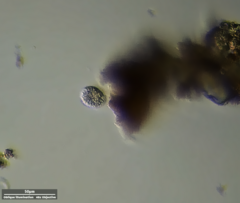 Ciliophora