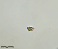 Ciliophora