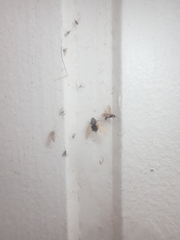 Myrmecina graminicola