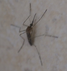 Culiseta longiareolata