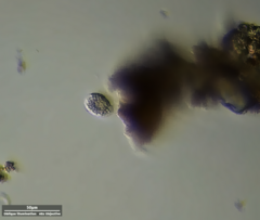 Ciliophora