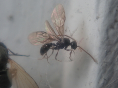 Myrmecina graminicola