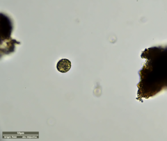 Ciliophora