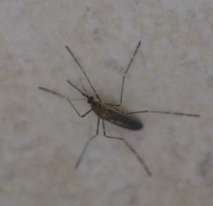 Culiseta longiareolata