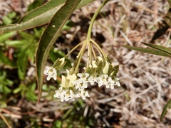 Asclepias mellodora