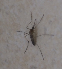 Culiseta longiareolata