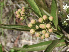Asclepias mellodora