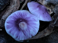 Inocybe lilacina