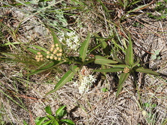 Asclepias mellodora