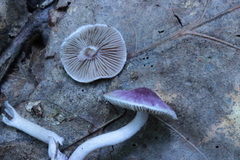 Inocybe lilacina