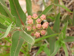 Asclepias mellodora