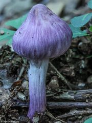 Inocybe lilacina