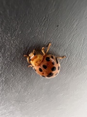 Henosepilachna vigintioctopunctata