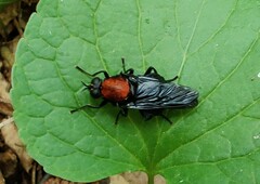 Clitellaria ephippium