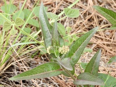 Asclepias mellodora