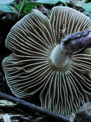 Inocybe lilacina