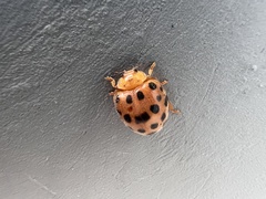 Henosepilachna vigintioctopunctata